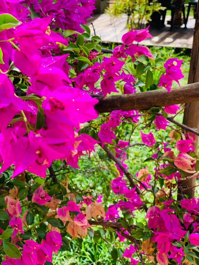 Jungle Breeze Home Stay Касане Екстериор снимка